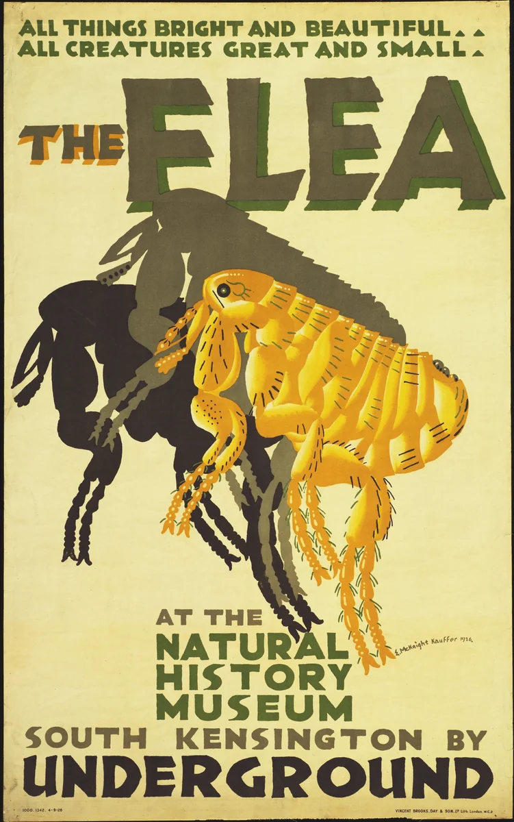 The Flea, at the Natural History Museum by E. McKnight Kauffer, design, 1926