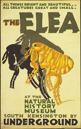 The Flea, at the Natural History Museum by E. McKnight Kauffer, design, 1926