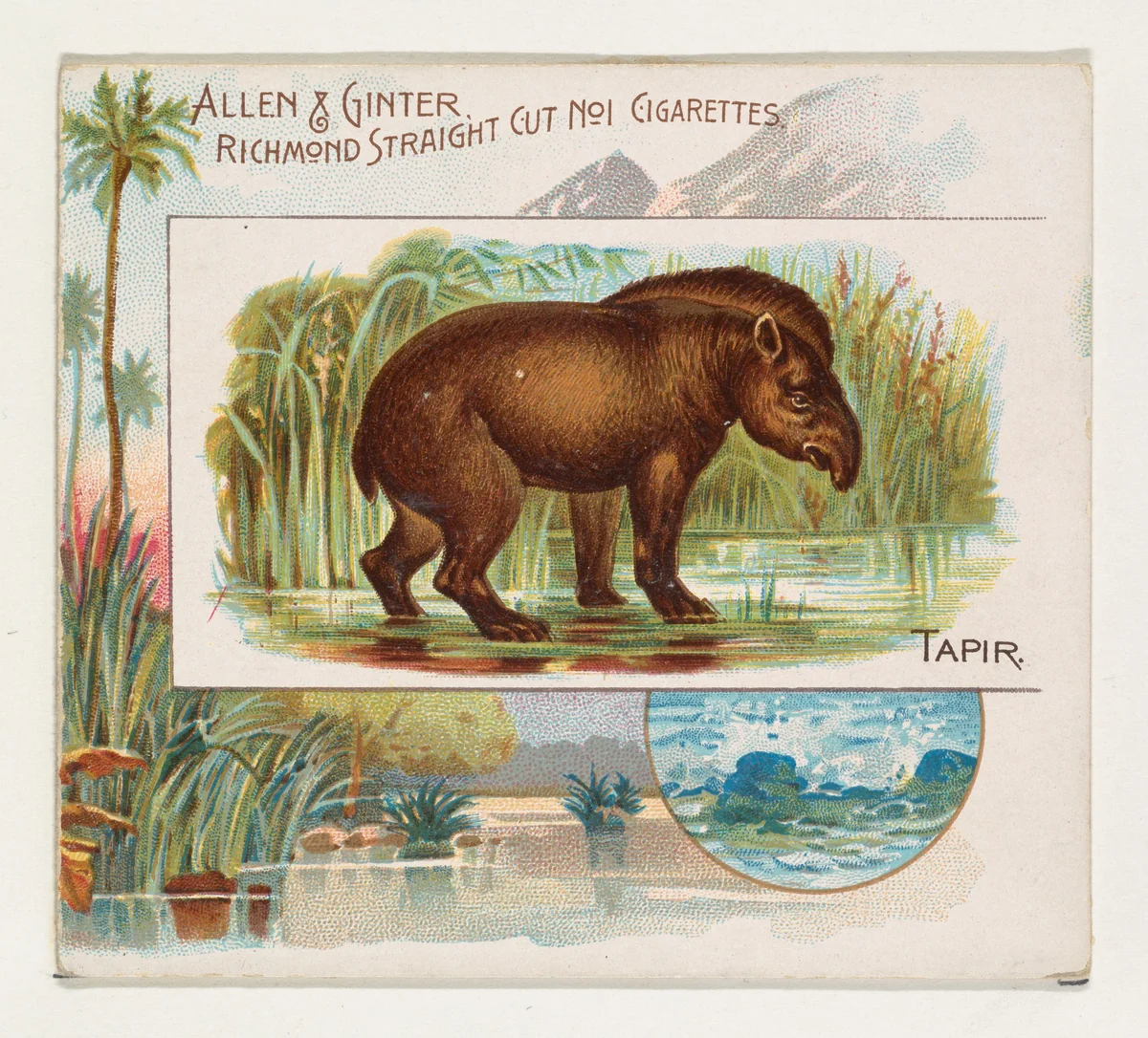 Tapir, from Quadrupeds series (N41) for Allen & Ginter Cigarettes by Allen & Ginter, print, 1890