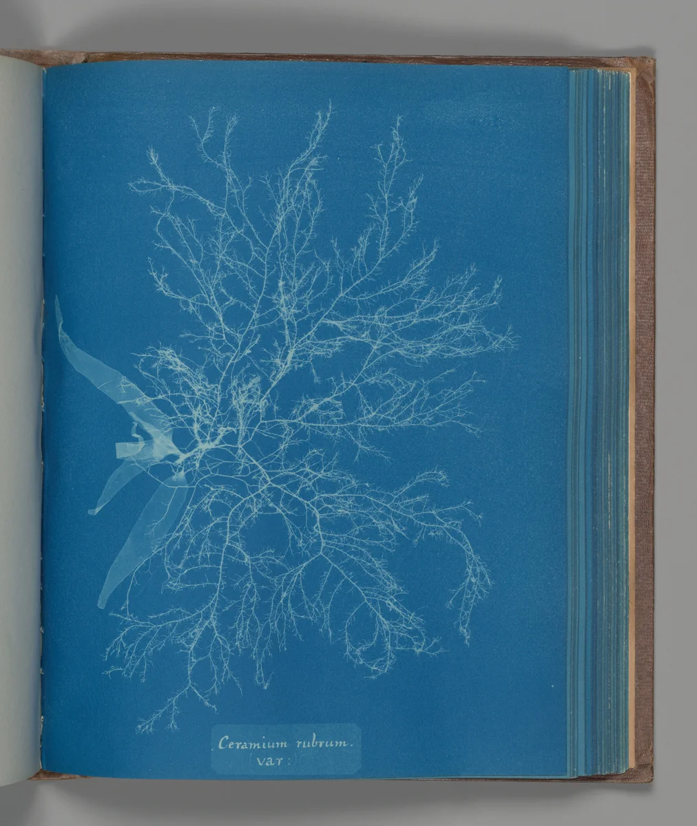 Ceramium rubrum, var. by Anna Atkins, photograph, 1851-1855