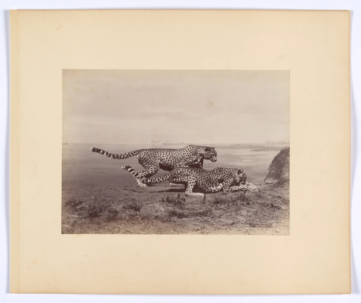 [Two Cheetahs] by Ottomar Anschütz, photograph, 1888