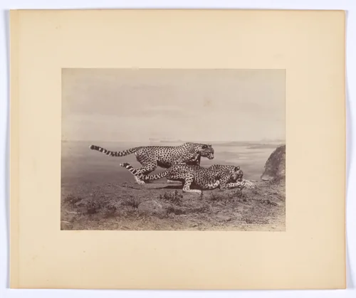 [Two Cheetahs] by Ottomar Anschütz, photograph, 1888