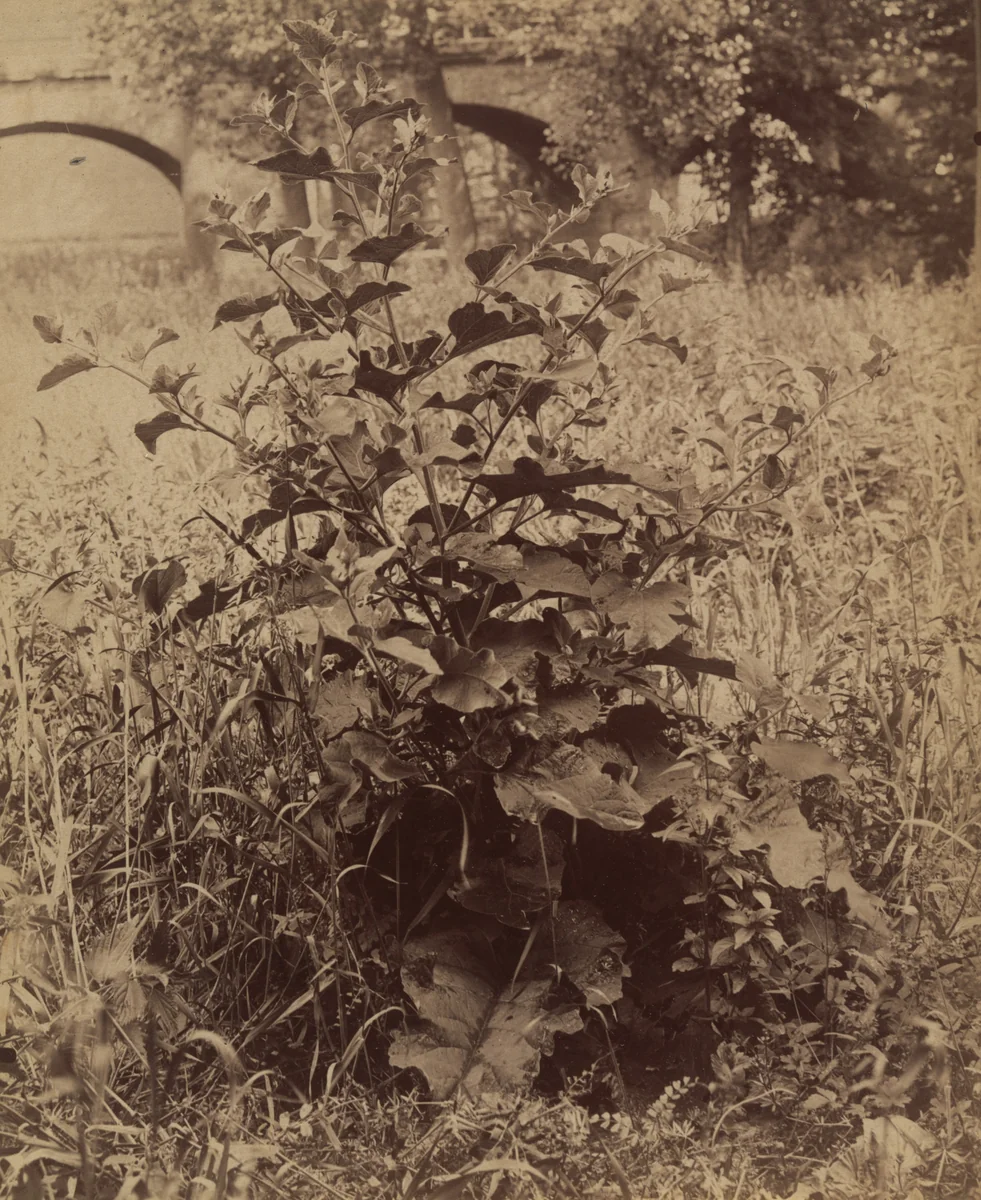 Untitled (plant) by Eugène Atget, photograph, 1900