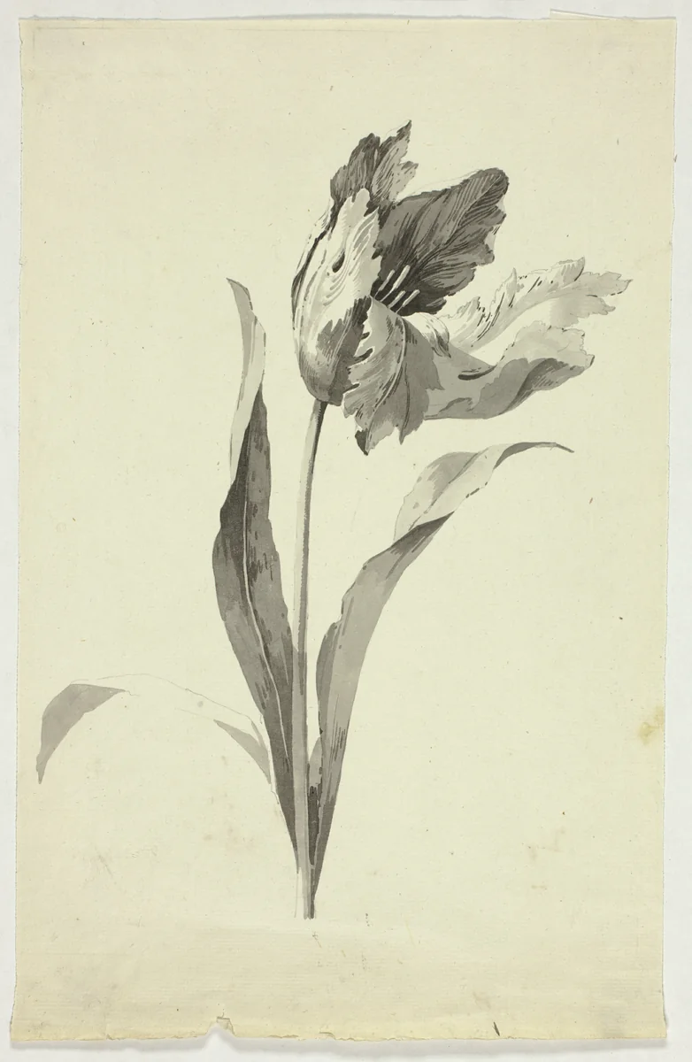 Tulip by Pierre Antoine Mongin, drawing, 1781-1827