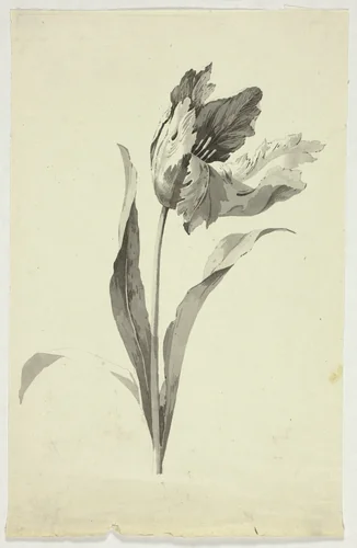 Tulip by Pierre Antoine Mongin, drawing, 1781-1827