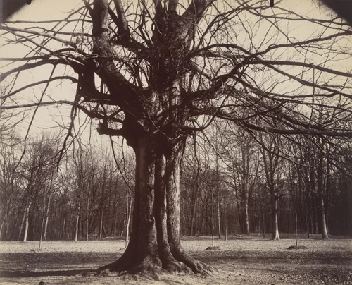 Saint-Cloud (hêtre) by Eugène Atget, photograph, 1919