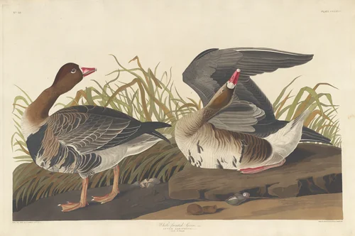 White-fronted Goose by Robert Havell, Jr.; John James Audubon, print, 1836