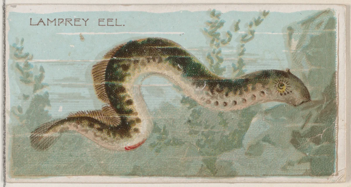 Lamprey Eel, from the series Fishers and Fish (N74) for Duke brand cigarettes by Knapp & Company, print, 1888
