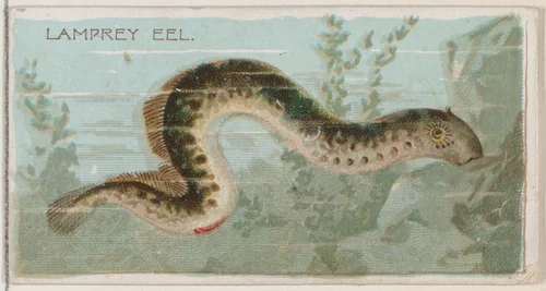 Lamprey Eel, from the series Fishers and Fish (N74) for Duke brand cigarettes by Knapp & Company, print, 1888