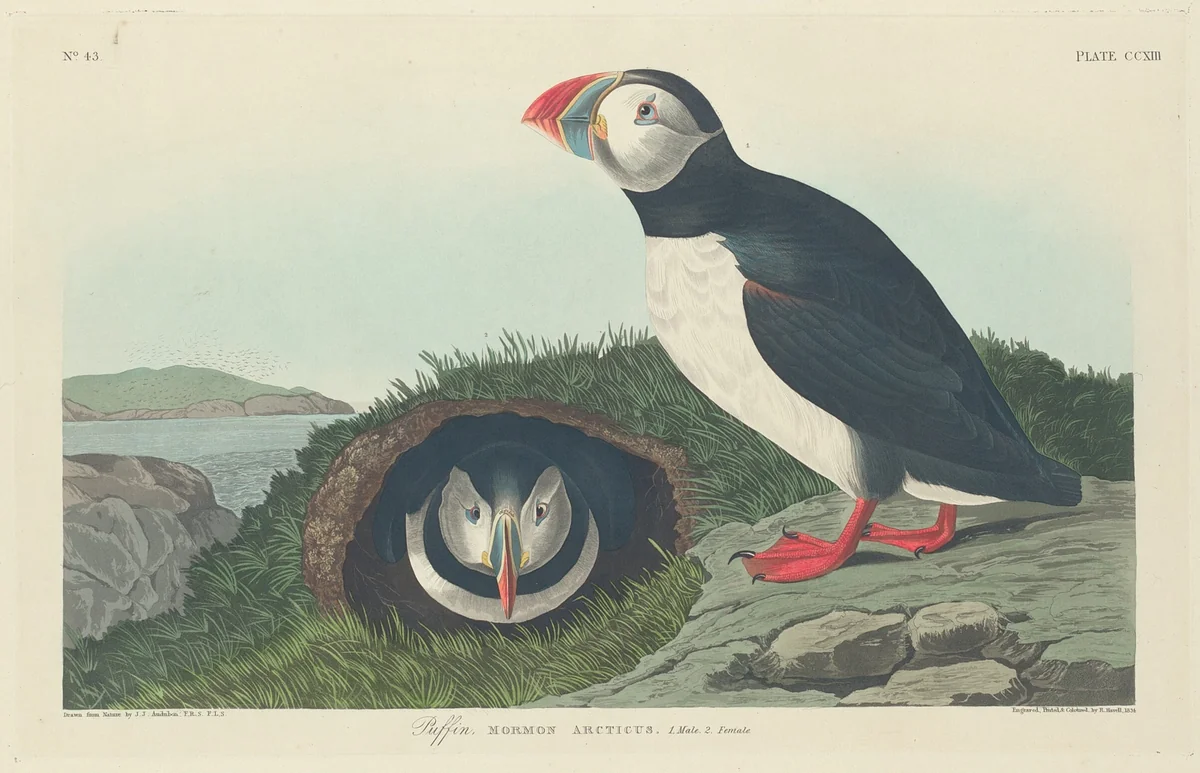 Puffin by Robert Havell, Jr.; John James Audubon, print, 1834