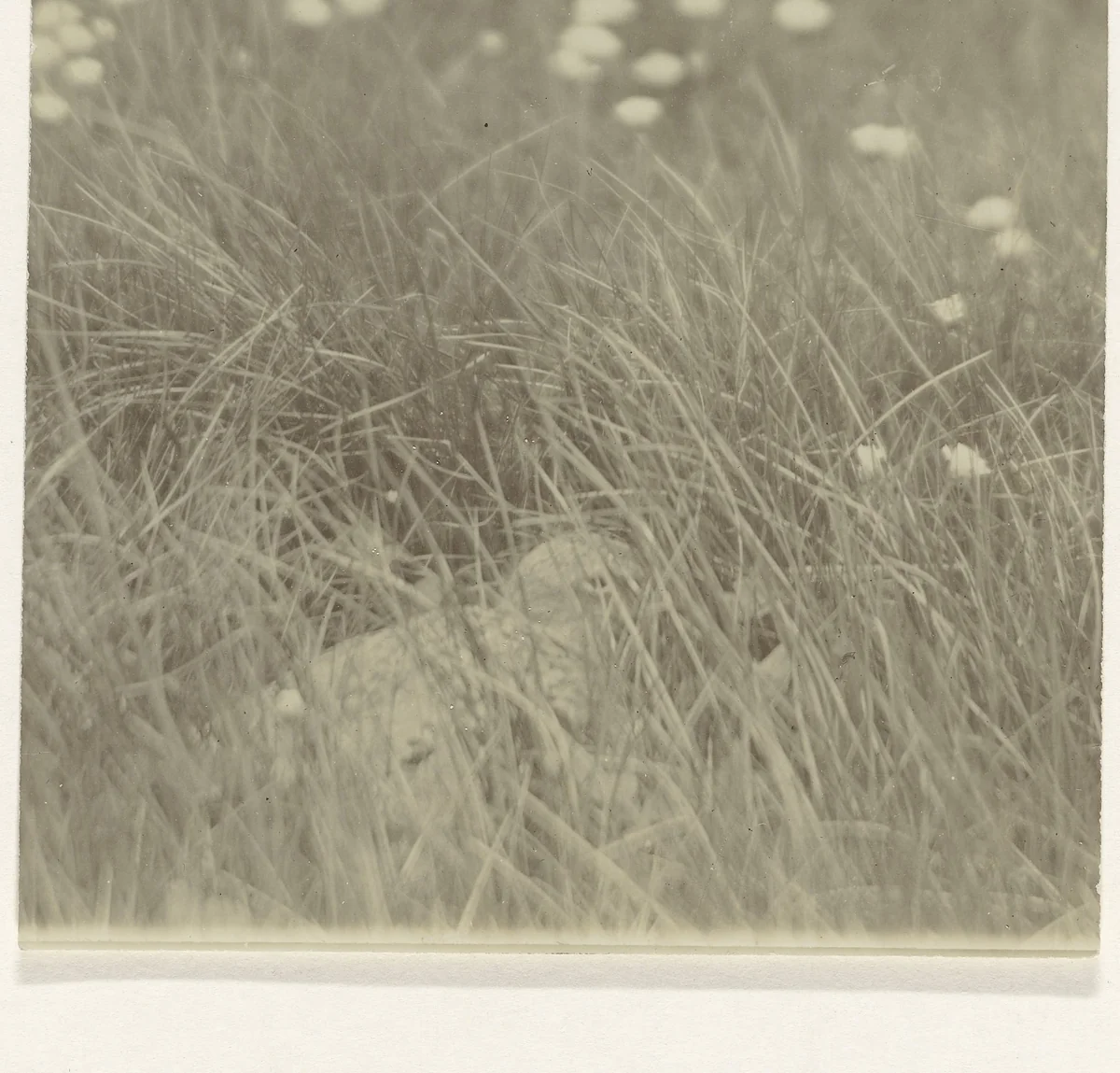 Vogel in veld by Richard Tepe, photograph, 1900-1940