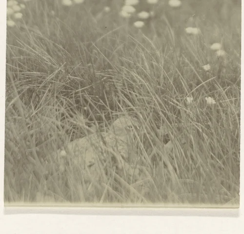Vogel in veld by Richard Tepe, photograph, 1900-1940