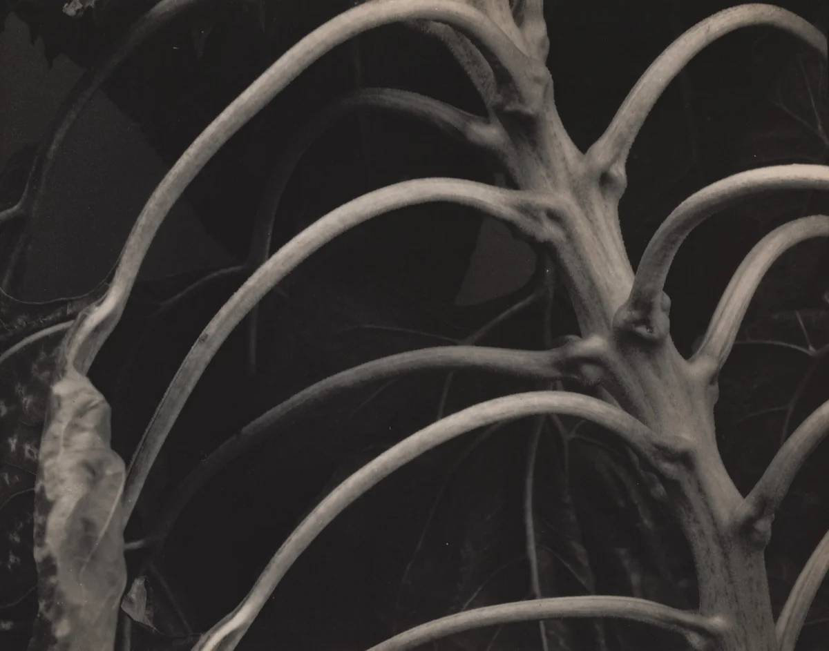 Backbone and Ribs of a Sunflower by Edward Steichen, photograph, 1920