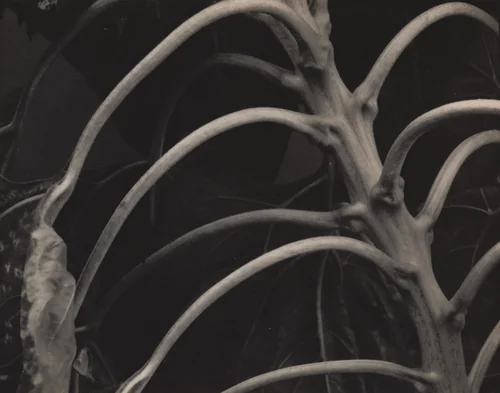 Backbone and Ribs of a Sunflower by Edward Steichen, photograph, 1920