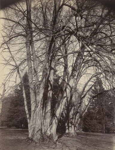 Tilleuls (Trianon) by Eugène Atget, photograph, 1910