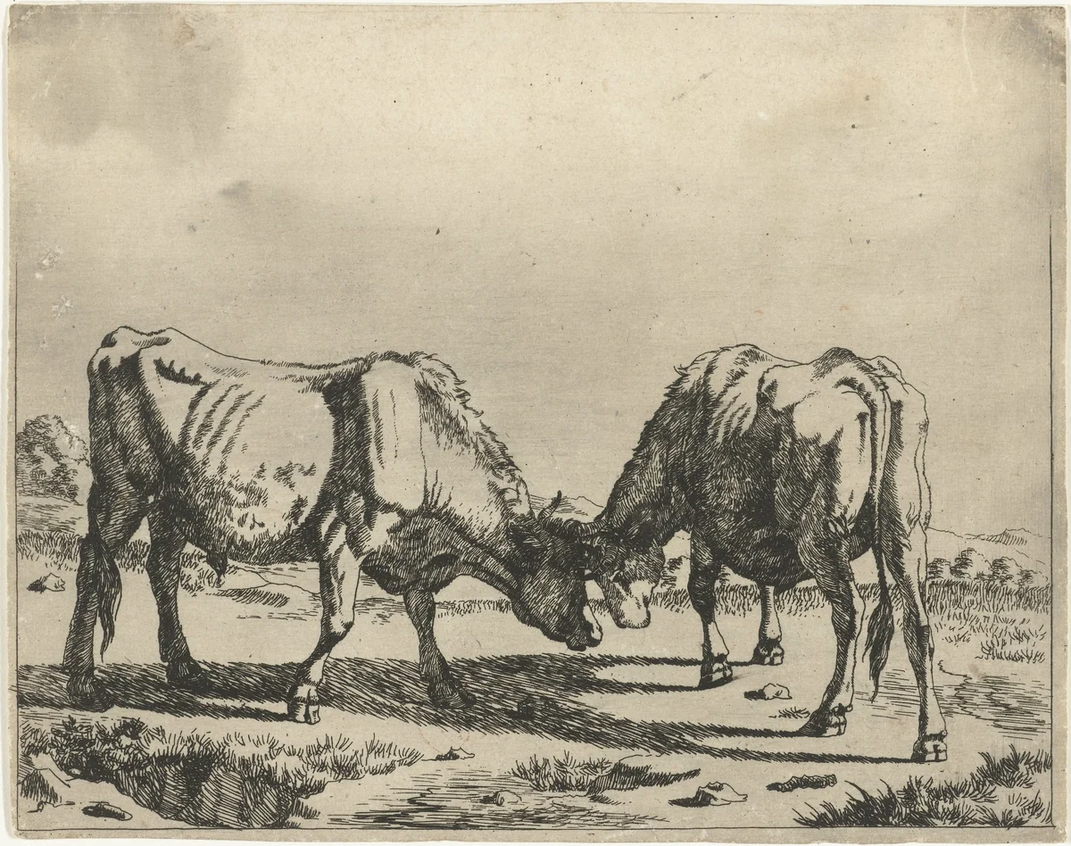 Twee stieren, de koppen bijeen by Marcus de Bye, print, 1649-1677
