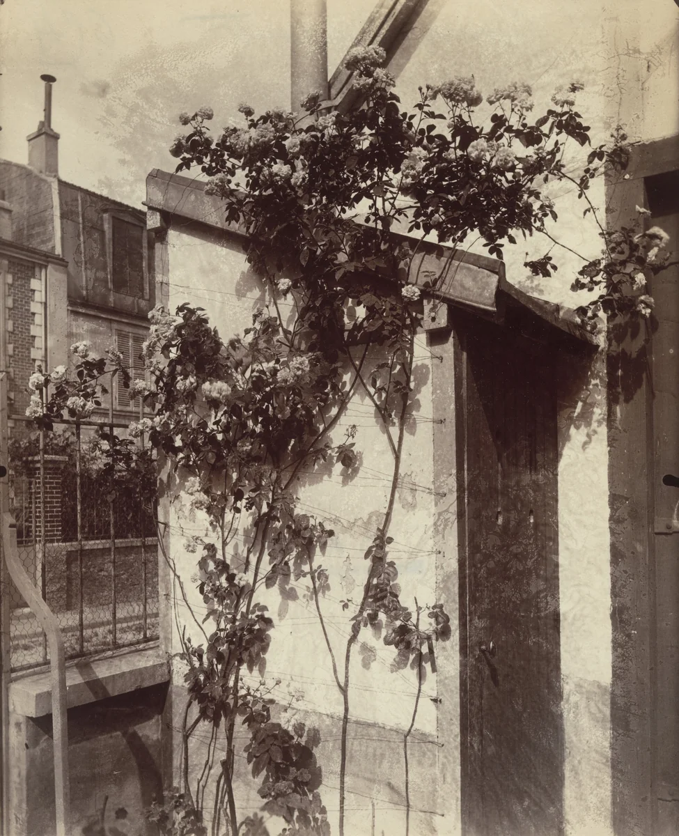Rosier grimpant by Eugène Atget, photograph, 1900