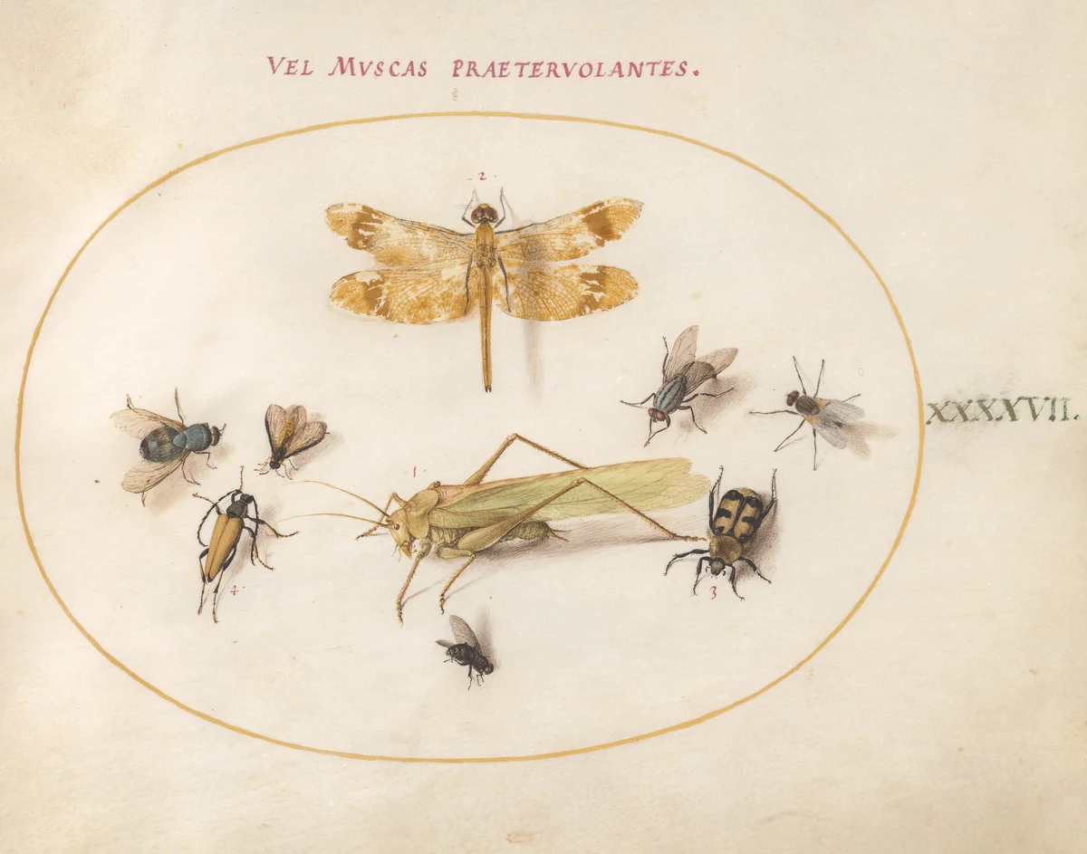 Plate 47: A Dragonfly (Banded Darter?), Grasshopper, Houseflies, a Carrion Beetle, a Flower Longhorn Beetle, and Other Insects by Joris Hoefnagel, drawing, 1570-1599