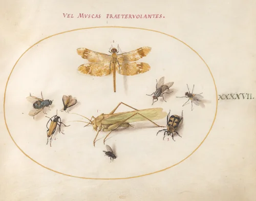 Plate 47: A Dragonfly (Banded Darter?), Grasshopper, Houseflies, a Carrion Beetle, a Flower Longhorn Beetle, and Other Insects by Joris Hoefnagel, drawing, 1570-1599