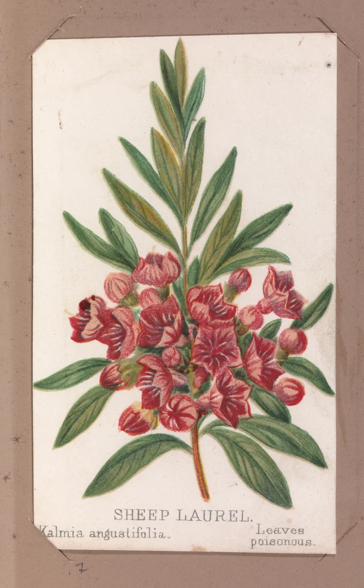 Sheep Laurel from the Plants series by Louis Prang & Co., print, 1862-1869