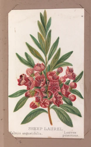 Sheep Laurel from the Plants series by Louis Prang & Co., print, 1862-1869