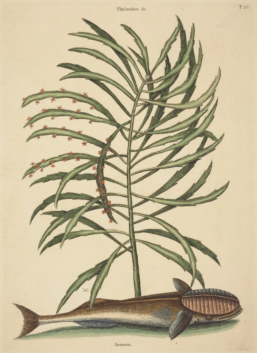 The Sucking Fish (Echeneis naucratis) by Mark Catesby, print, 1731-1743