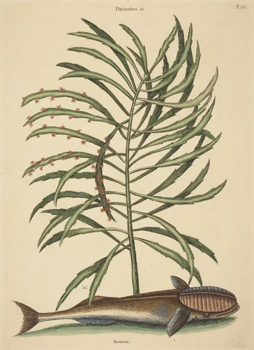 The Sucking Fish (Echeneis naucratis) by Mark Catesby, print, 1731-1743