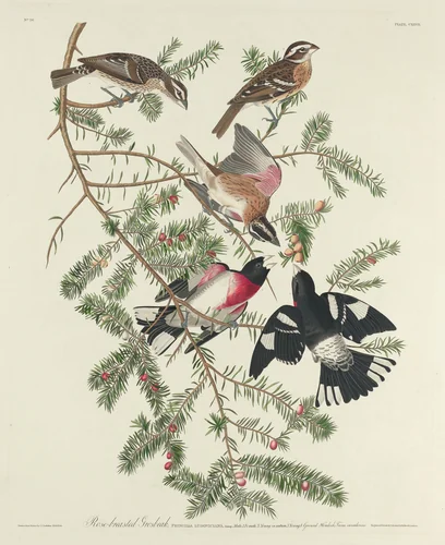 Rose-breasted Grosbeak by Robert Havell, Jr.; John James Audubon, print, 1832