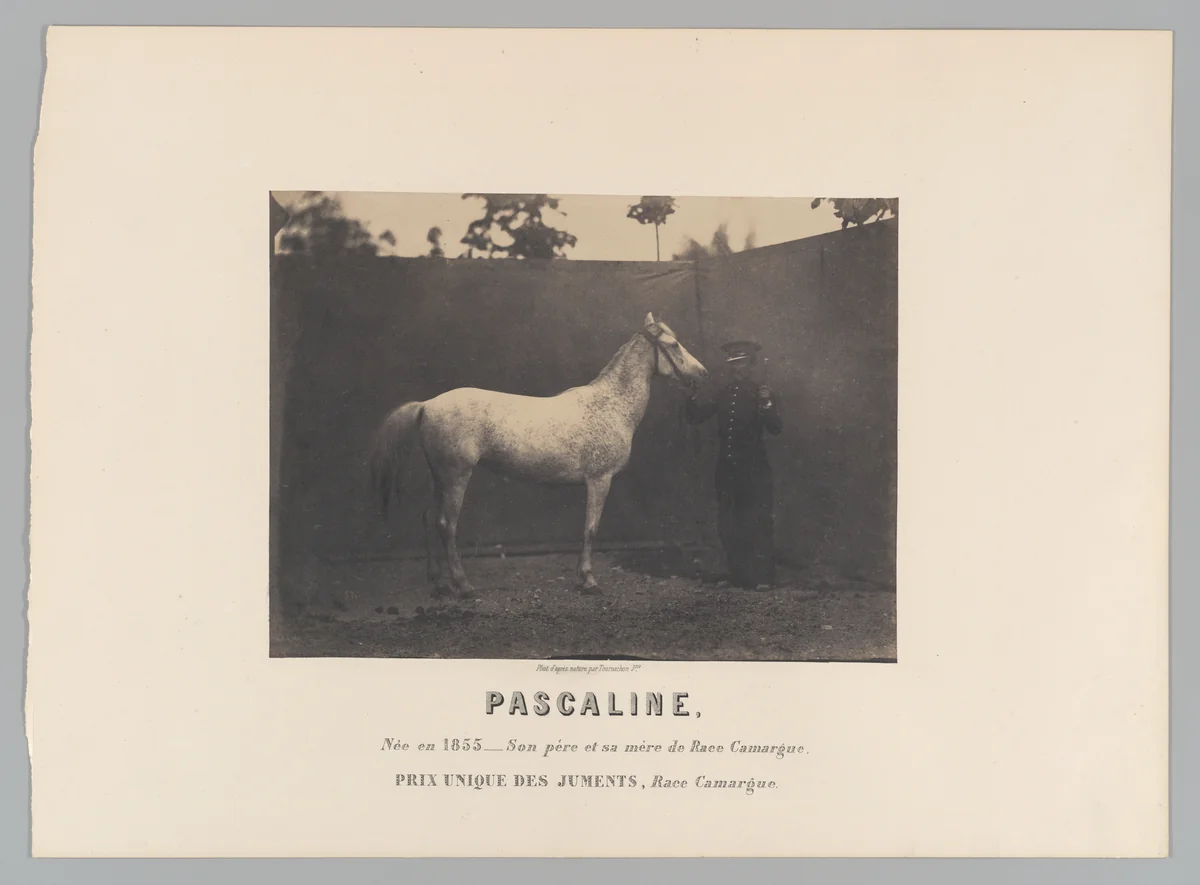 Pascaline by Adrien Tournachon, photograph, 1853-1862