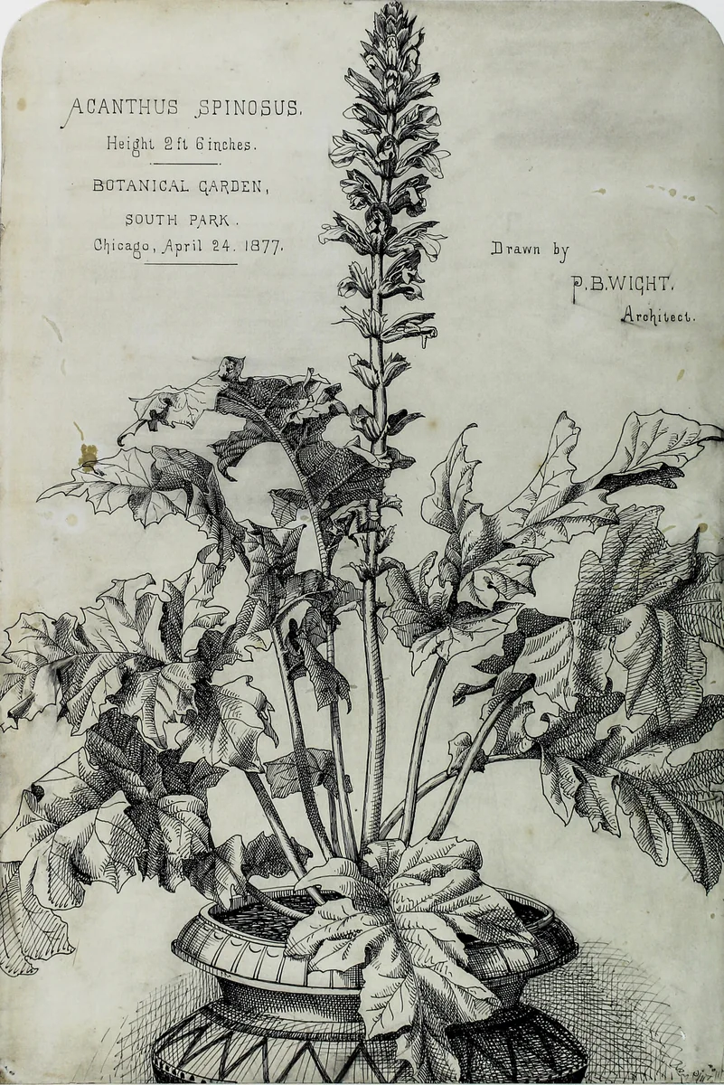 Acanthus Spinosus, Presentation Drawings by Peter Bonnett Wight, drawing, 1877