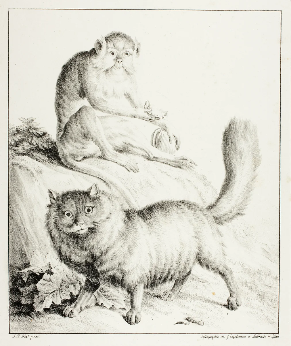 Cat and Monkey by Gottfried Engelmann
Jean Baptiste Huet, print, 1814-1816