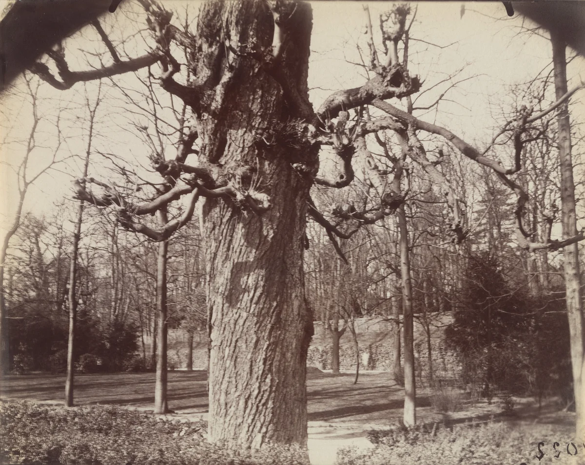 Saint-Cloud by Eugène Atget, photograph, 1921