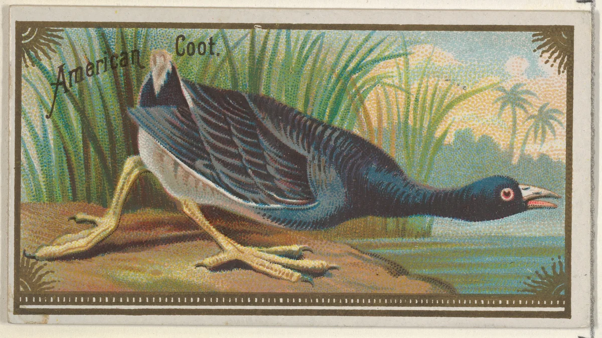 American Coot, from the Game Birds series (N13) for Allen & Ginter Cigarettes Brands by Allen & Ginter, print, 1889
