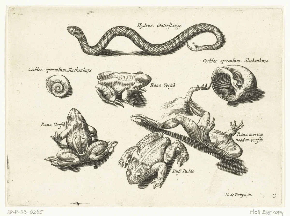 Waterslang, kikkers en padden by anonymous, print, 1581-1652