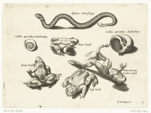 Waterslang, kikkers en padden by anonymous, print, 1581-1652