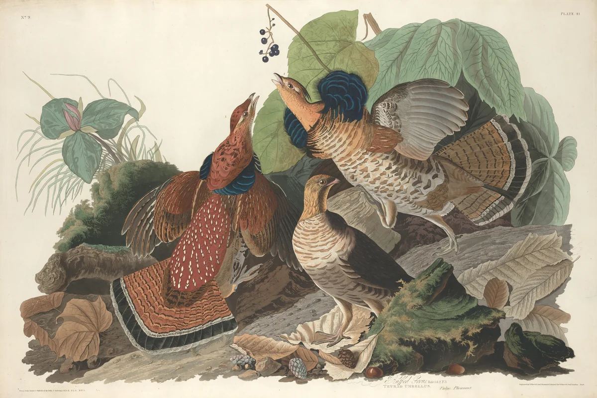 Ruffed Grouse by Robert Havell, Jr.; John James Audubon, print, 1828