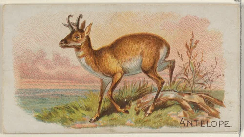 Antelope, from the Quadrupeds series (N21) for Allen & Ginter Cigarettes by Allen & Ginter, print, 1890