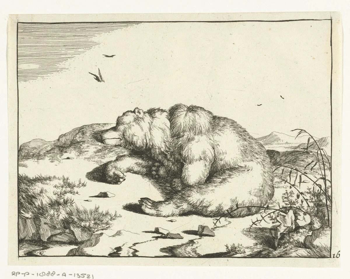 Slapende beer, liggend op zij by Marcus de Bye, print, 1664
