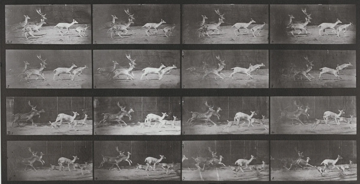 Plate Number 689. Fallow deer, buck and group of does, galloping by Eadweard Muybridge, photograph, 1887