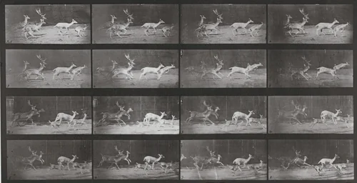 Plate Number 689. Fallow deer, buck and group of does, galloping by Eadweard Muybridge, photograph, 1887