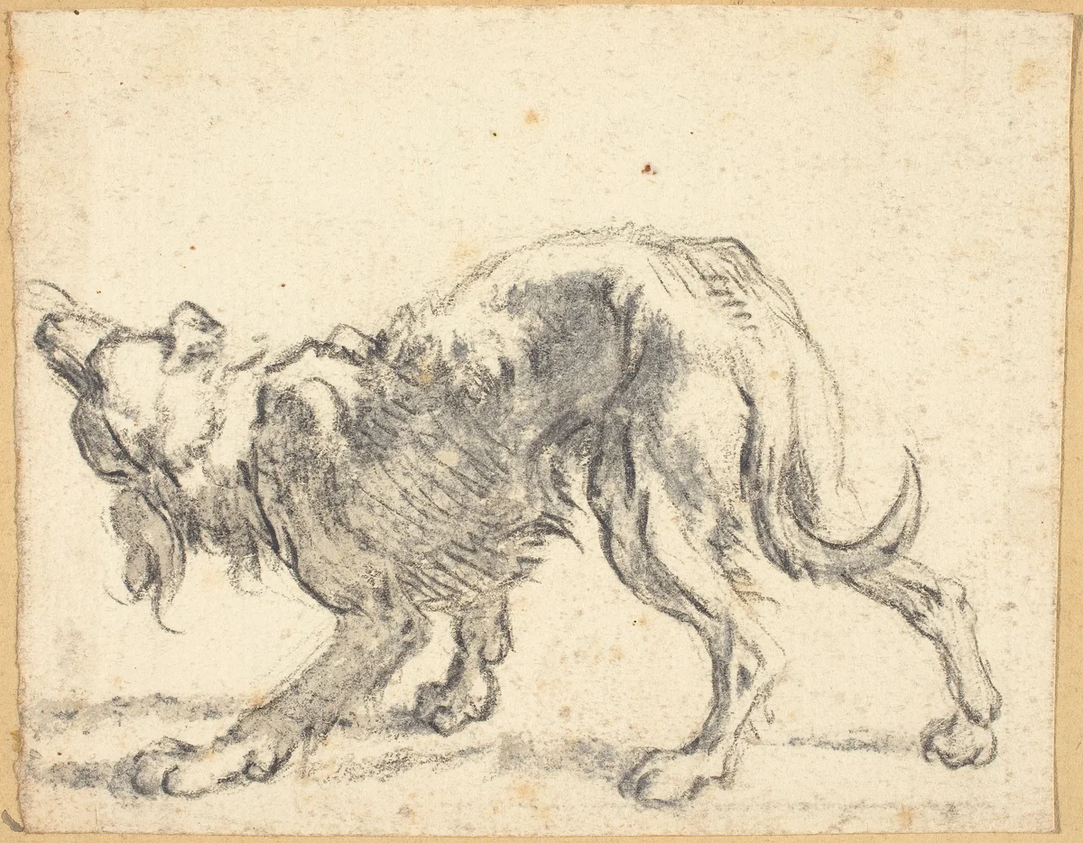 A Dog by Cornelis Saftleven, drawing, 1660-1670