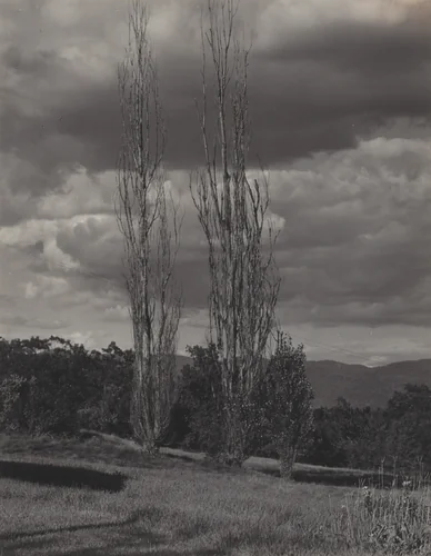 Poplars—Lake George by Alfred Stieglitz, photograph, 1936