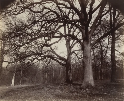 Saint-Cloud by Eugène Atget, photograph, 1919