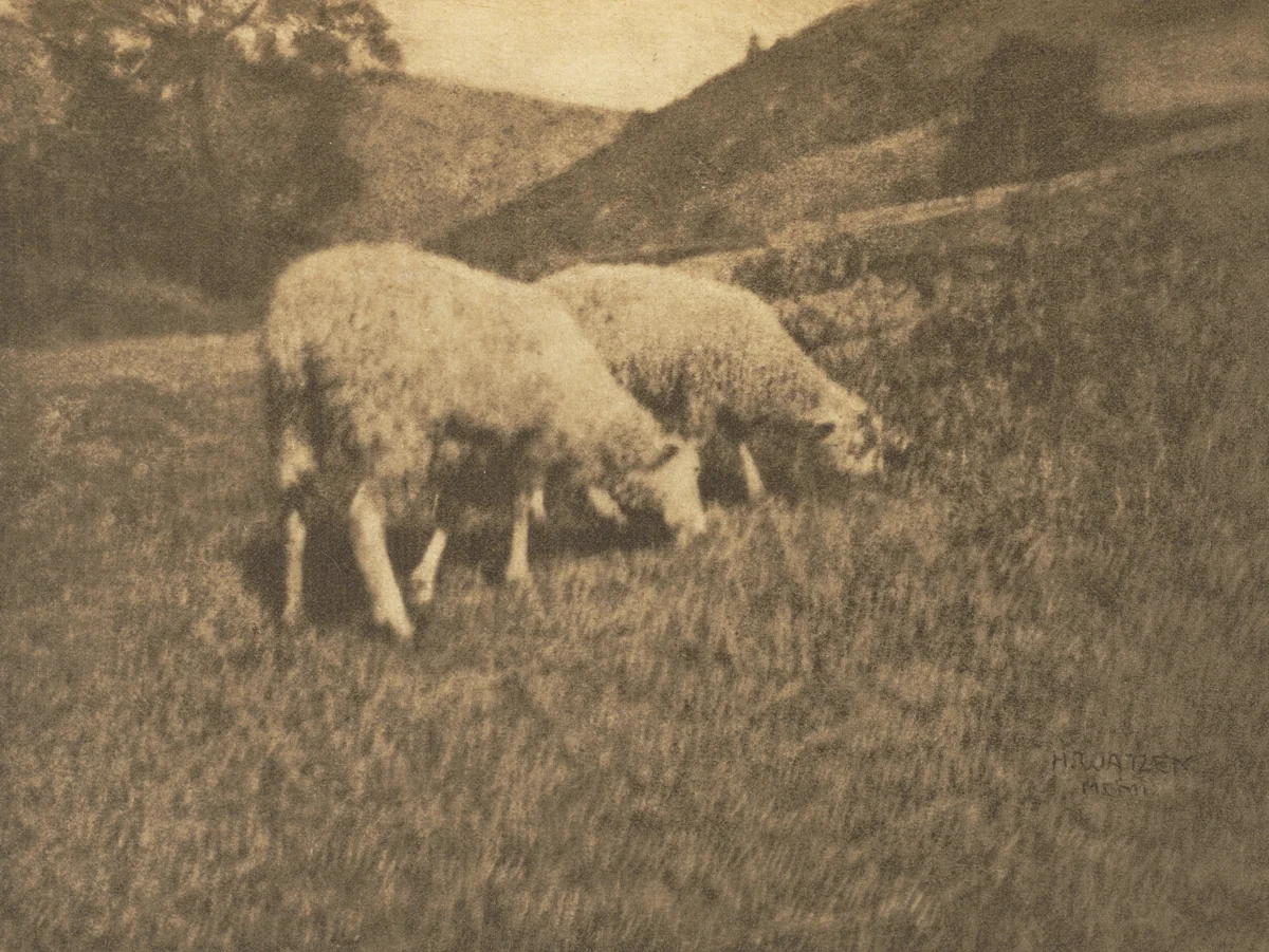 Camera Work: Sheep by Hans Watzek, book, 1906