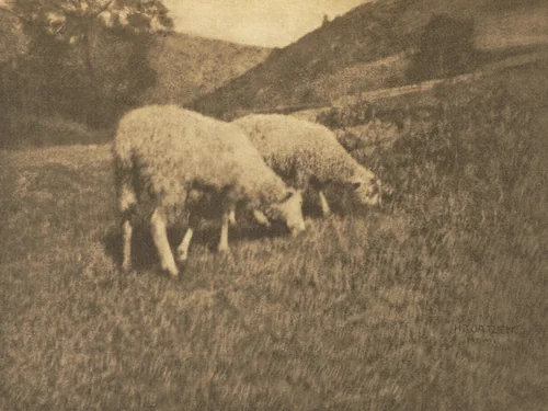 Camera Work: Sheep by Hans Watzek, book, 1906