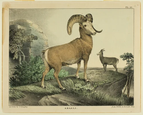 Argali by Thomas Doughty, print, 1825-1835