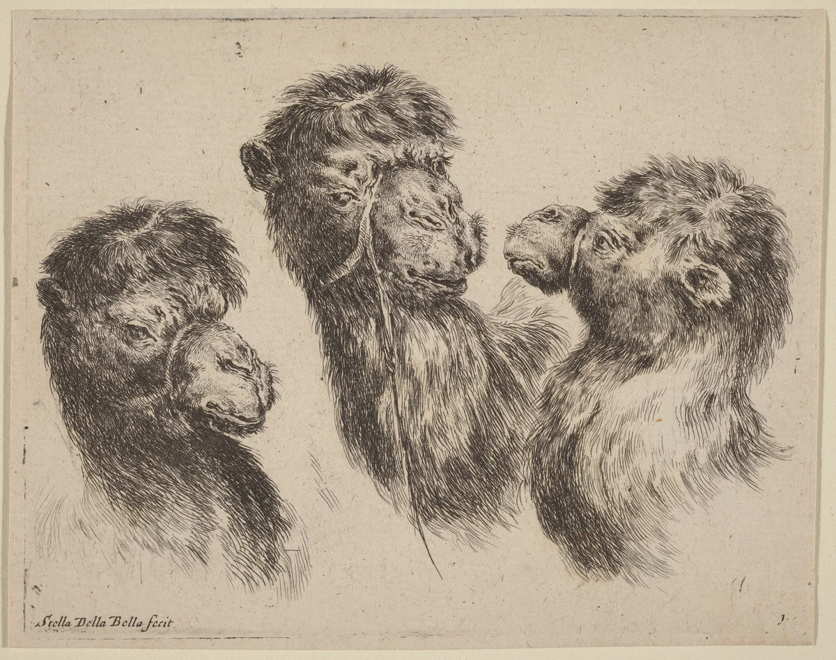 Three Camel Heads by Stefano della Bella, print, 1649