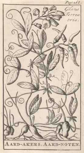 Aardaker by Caspar Luyken, print, 1698