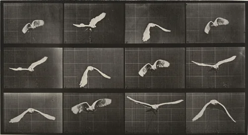 Cockatoo Flying: Plate 762 from Animal Locomotion by Eadweard Muybridge, photograph, 1884