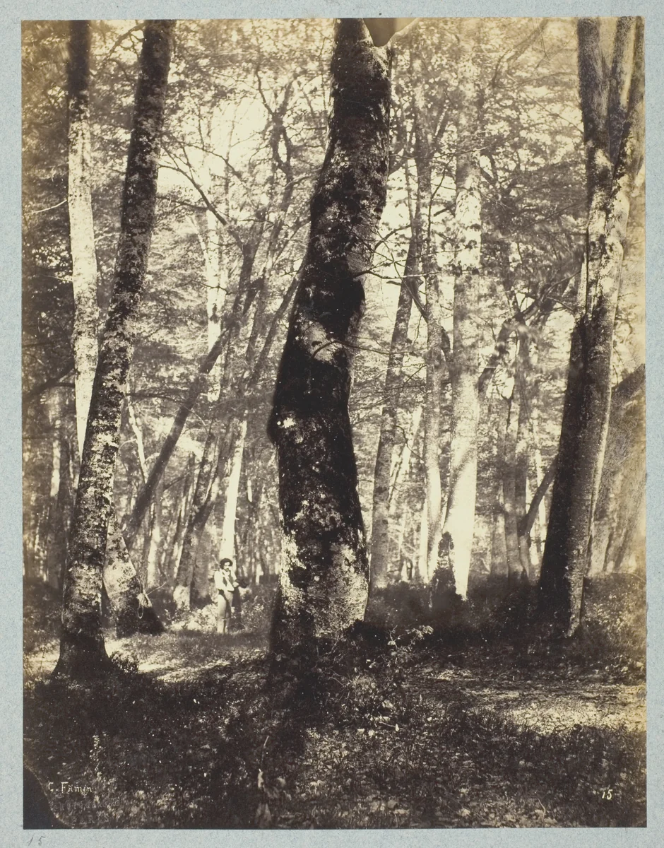 Study in the Barbizon Forest by Constant Famin, photograph, 1860-1869